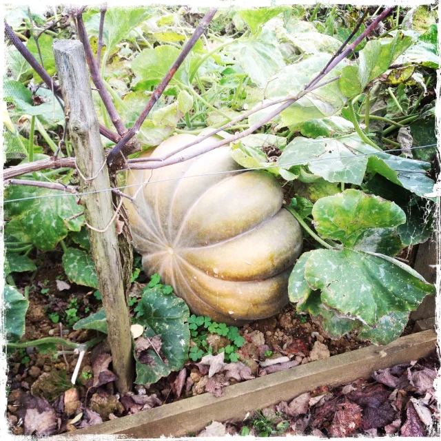 Potager du Musée de la Chalosse - citrouille