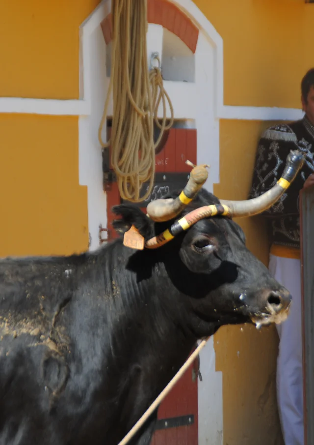 Coursière - vache des courses landaises