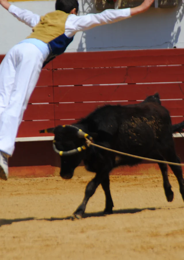 Sauteur d'une course landaise à Mugron