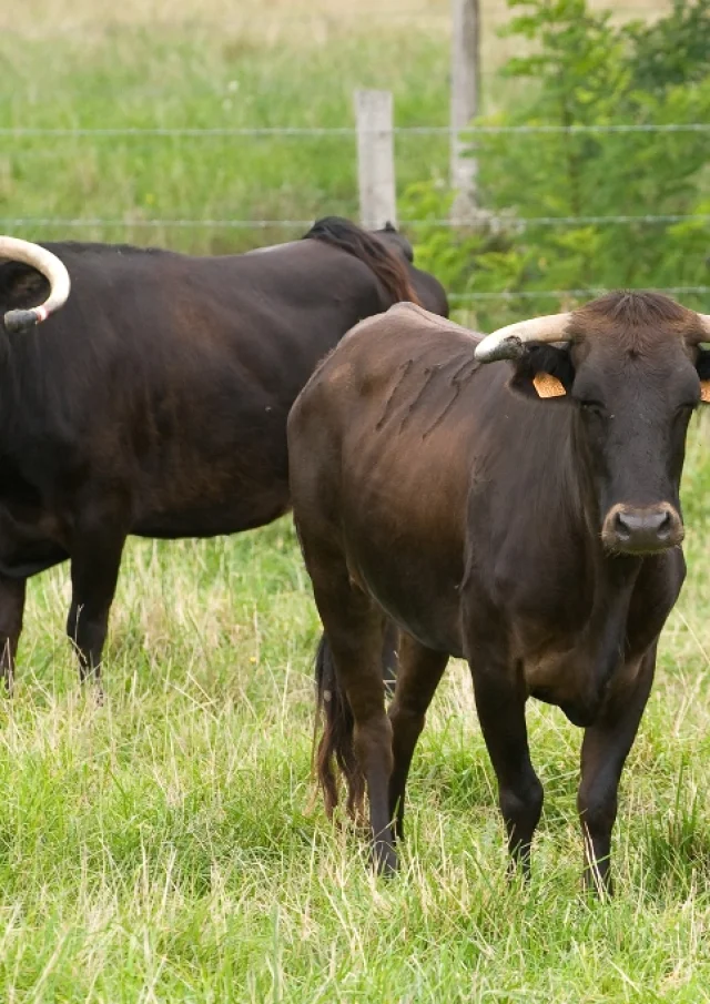 Vaches de la ganadéria Maynus