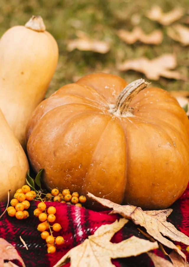 Automne Gourmand et terres de Chalosse