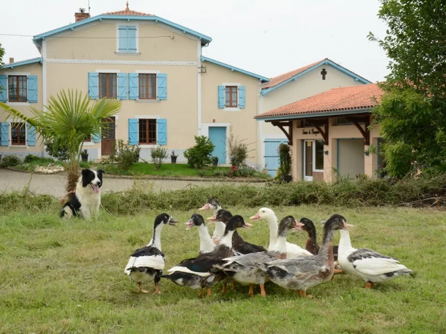 Canards à la ferme Brougnon