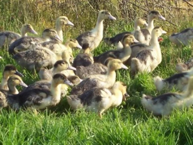 Canards de Chalosse dans les champs herbeux